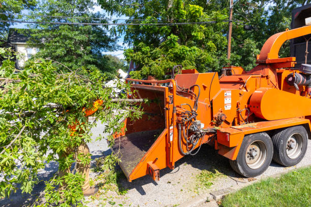 Tree Health Inspection in International Falls, MN